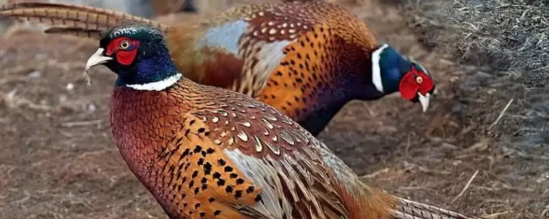 评估养殖七彩山鸡可行性的方法和重点？养鸡要做好哪些项目评估？-会东网
