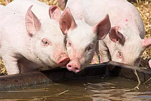 计算猪毛重和净重的方法和重点？养猪要做好哪些重量计量细节？插图7