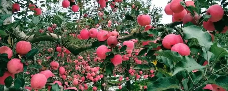 红富士苹果的批发价，会受到产地、品质等条件的影响-会东网