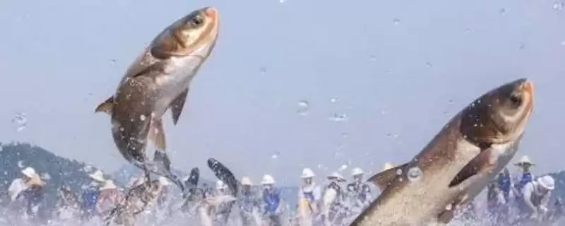 鲢鱼与鲢鳙的关系 ,鲢鱼为什么是鲢鳙的一种呢？-会东网