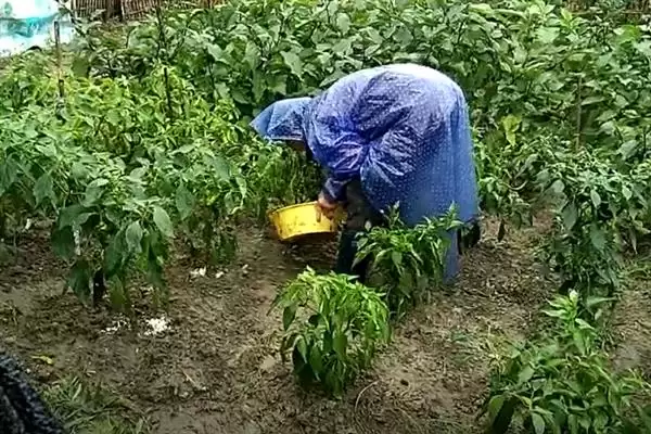 辣椒的叶面肥选择 ,辣椒开花坐果前为何施硼钙叶面肥?插图5 辣椒的叶面肥选择 ,辣椒开花坐果前为何施硼钙叶面肥?插图5