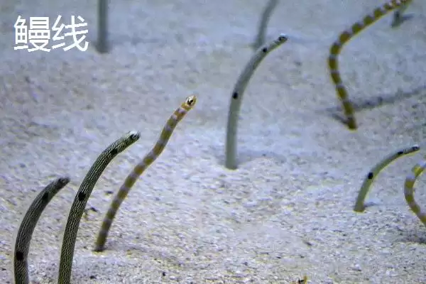 图片[6]-鳗鱼是怎样的鱼类 ,鳗鱼常栖息在什么水域-会东网