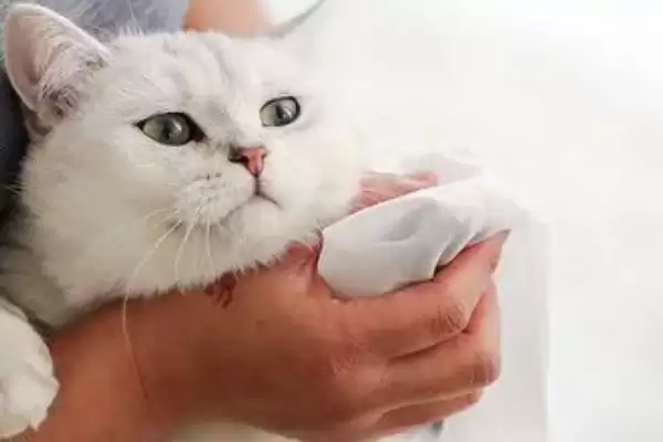 猫反复发烧怎么处理好 ,猫反复发烧先做什么处理插图1 猫反复发烧怎么处理好 ,猫反复发烧先做什么处理插图1