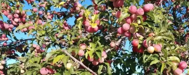 李子树的寓意内涵 ,李子树寓意桃李满天下有何由来？-会东网