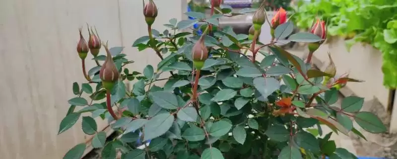 认识中国名花的方法和重点？认识中国名花要做好哪些细节？-会东网