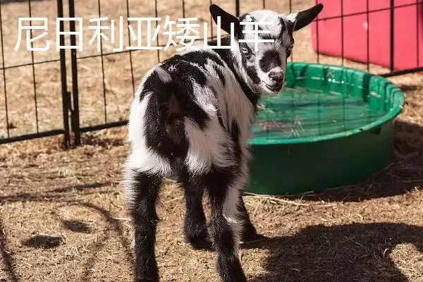 世界上最小的猪：成年姬猪仅20-30厘米的奇妙身姿插图5