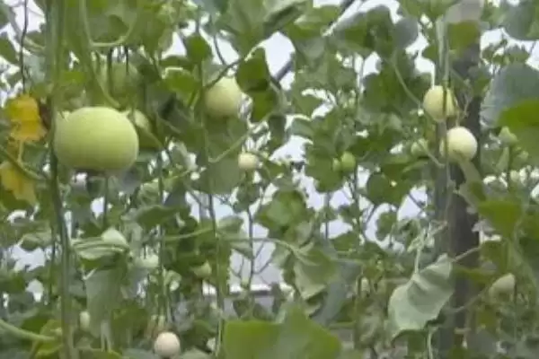 香瓜育苗期管理方法的方法和重点?香瓜育苗期管理要做好哪些细节?插图3 香瓜育苗期管理方法的方法和重点?香瓜育苗期管理要做好哪些细节?插图3