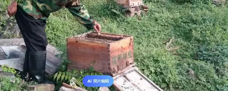 养殖蜜蜂的前景成本和利润,目前来看具有不错的发展前景-会东网