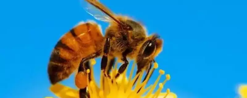 工蜂能变成蜂王吗,三日龄内有机会插图 工蜂能变成蜂王吗,三日龄内有机会插图