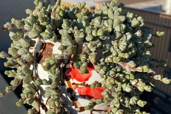 图片[8]-给碧玉莲上盆的方法和重点？给碧玉莲上盆要做好哪些细节？-会东网