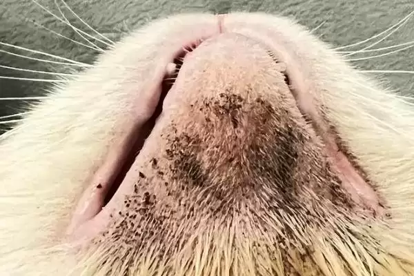 猫咪得了黑下巴该怎么治疗 ,猫咪黑下巴需注重日常清洁插图1