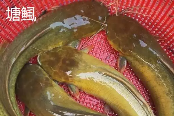 图片[7]-鲶鱼的凶猛本色：凶猛的捕食性鱼类的生存之道-会东网