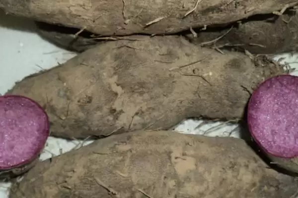 图片[3]-认识有前景种植项目的方法和重点？认识有前景种植项目要做好哪些细节？-会东网