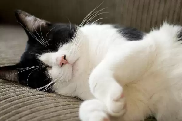 猫咪身上的黑色东西是什么 ,猫咪身上黑东西或为跳蚤或毛囊炎插图3