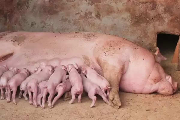 母猪难产 3 天了还能把胎儿掏出来吗,母猪难产 3 天有可能掏出胎儿但难度大插图2 母猪难产 3 天了还能把胎儿掏出来吗,母猪难产 3 天有可能掏出胎儿但难度大插图2