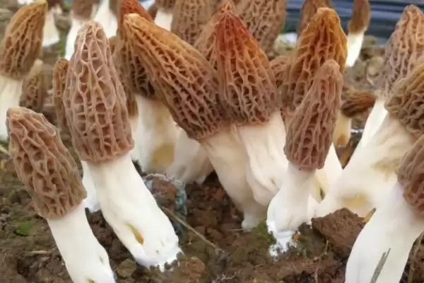 图片[4]-种植羊肚菌的方法和重点？种植羊肚菌要做好哪些细节？-会东网