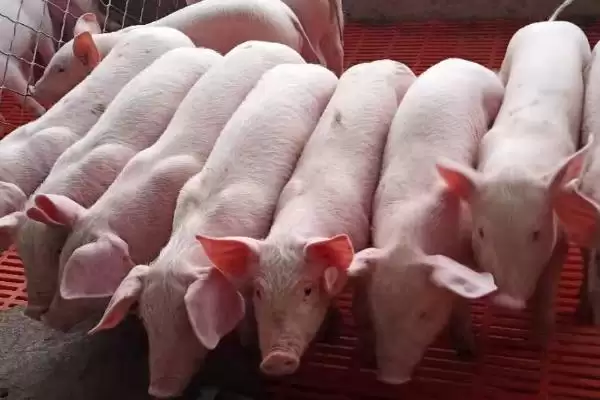 养活三天小猪的方法和重点？养猪要做好哪些喂养细节？插图1