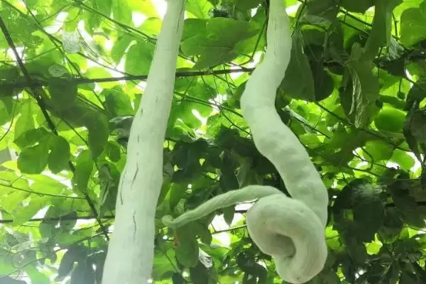 蛇瓜种植技术的方法和重点?种蛇瓜要做好哪些细节?插图3 蛇瓜种植技术的方法和重点?种蛇瓜要做好哪些细节?插图3