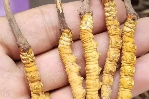 图片[5]-判断有无人工养殖冬虫夏草的方法和重点？判断有无人工养殖冬虫夏草要做好哪些细节？-会东网
