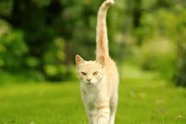 猫在几月份会开始发情呢 ,猫一般 6-12 月龄开始进入发情期插图2 猫在几月份会开始发情呢 ,猫一般 6-12 月龄开始进入发情期插图2