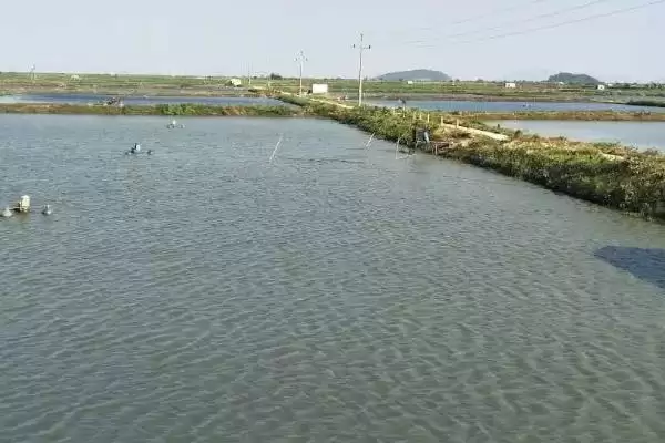 图片[3]-挖鱼塘的土地学问：除基本农田外的审批与选择-会东网