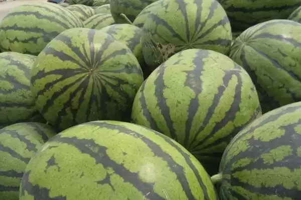 挑选又甜又大西瓜的方法和重点?挑西瓜要做好哪些细节选到又甜又大的?插图2 挑选又甜又大西瓜的方法和重点?挑西瓜要做好哪些细节选到又甜又大的?插图2