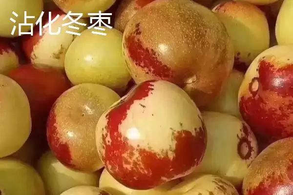 冬枣产地大搜罗:山西、河北、山东等地种植特点插图2 冬枣产地大搜罗:山西、河北、山东等地种植特点插图2