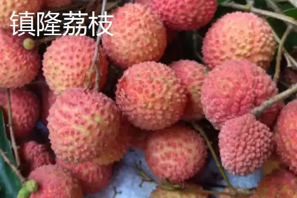 图片[13]-广东紫金县的特产，八刀汤是当地的招牌美食-会东网