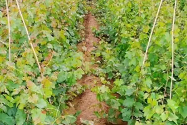 葡萄苗枝蔓管理技巧:新梢50厘米左右摘心的要点插图2 葡萄苗枝蔓管理技巧:新梢50厘米左右摘心的要点插图2