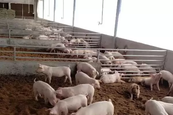 养活三天小猪的方法和重点？养猪要做好哪些喂养细节？插图2