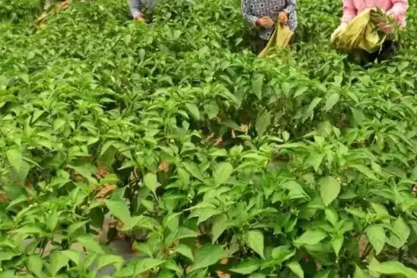 辣椒延长采收期的方法 ,减少病害为何能延长辣椒采收期?插图1 辣椒延长采收期的方法 ,减少病害为何能延长辣椒采收期?插图1