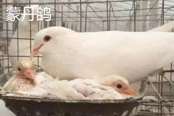 图片[2]-肉鸽品种介绍？了解肉鸽品种要知晓哪些重要的品种特点？-会东网
