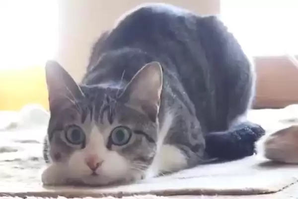 猫咪进攻前扭屁股是何原因 ,猫咪扭屁股为进攻时助力插图1 猫咪进攻前扭屁股是何原因 ,猫咪扭屁股为进攻时助力插图1