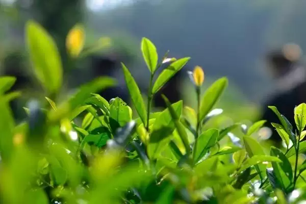图片[2]-茶树是不是蜜源植物，属于蜜源植物-会东网
