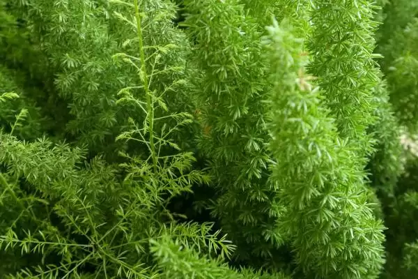 图片[4]-天门冬的种植技术？种植天门冬要遵循哪些科学的种植方法和管理要点？-会东网