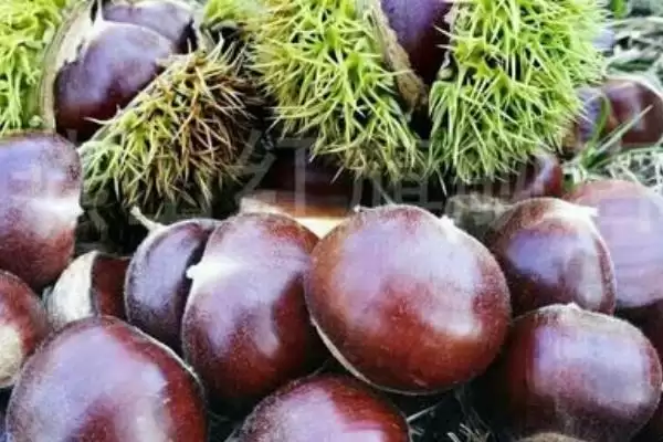 认识水果种类的方法和重点?了解水果种类要做好哪些细节?插图5 认识水果种类的方法和重点?了解水果种类要做好哪些细节?插图5