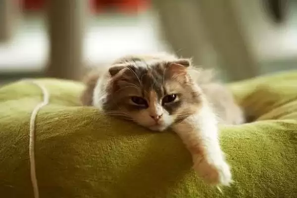 猫咪腿受伤了应该怎么处理 ,猫咪腿受伤可用碘伏消毒伤口插图2