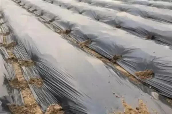 油菜田里面的蚜虫怎么防治,播种前可用灭蚜松等药物拌种插图3 油菜田里面的蚜虫怎么防治,播种前可用灭蚜松等药物拌种插图3