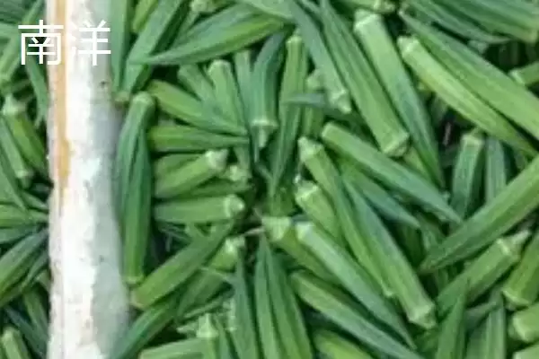 图片[8]-秋葵生长条件解析：充足光照时长对秋葵的重要性-会东网