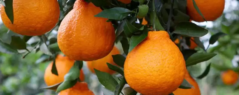 好吃的水果有哪些,常见的有丑橘、冰糖心苹果、雪莲果等-会东网