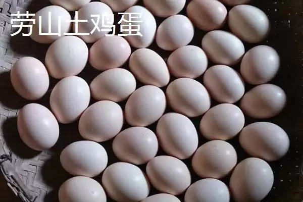 了解我国鸡蛋产地分布的方法和重点?养鸡要做好哪些产地关联?插图7 了解我国鸡蛋产地分布的方法和重点?养鸡要做好哪些产地关联?插图7