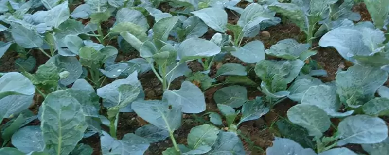 芥蓝的种植技术 ,种植芥蓝需要哪些技术要点-会东网
