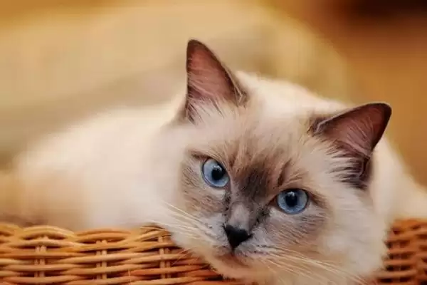 猫咪成年的时间是何时 ,猫咪 12 个月达到成年插图3