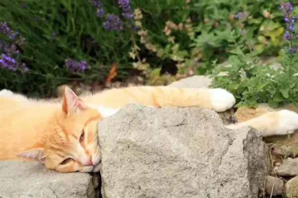 猫薄荷有什么作用 ,猫薄荷对猫咪有何影响插图4