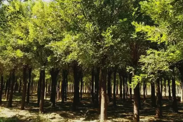 图片[5]-国槐的主要病虫害及防治方式，不同病虫害的防治方法不同-会东网