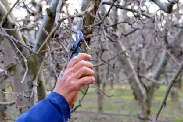 猕猴桃树要怎么进行修剪操作呢 ,猕猴桃树需剪疏生长过密的枝叶插图1 猕猴桃树要怎么进行修剪操作呢 ,猕猴桃树需剪疏生长过密的枝叶插图1