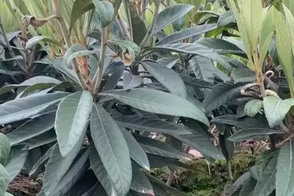 图片[4]-枇杷嫁接后管理秘籍：及时抹除砧木芽的关键步骤-会东网