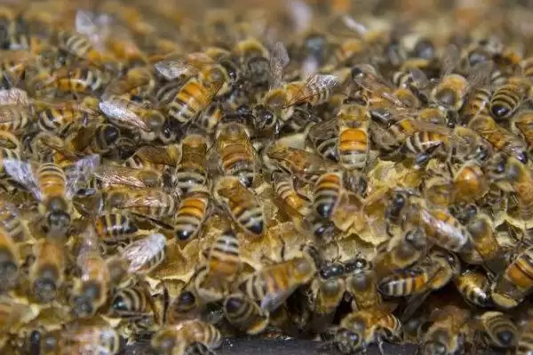 如何制止盗蜂,可分别从作盗群和被盗群入手插图2 如何制止盗蜂,可分别从作盗群和被盗群入手插图2