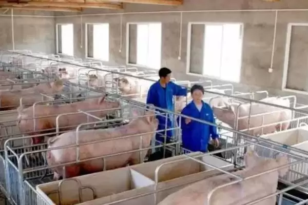 规划 50 亩农场的方法和重点?养猪要做好哪些规划细节?插图4 规划 50 亩农场的方法和重点?养猪要做好哪些规划细节?插图4