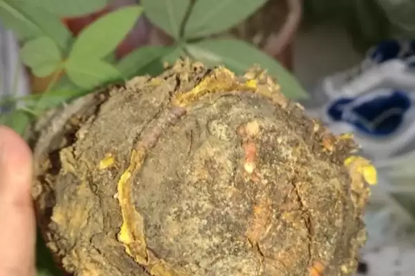 图片[3]-小发财树能否养大的要点和判断？判断小发财树生长情况需注意什么？-会东网